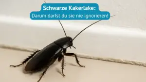 schwarze kakerlake