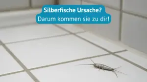 silberfische ursache