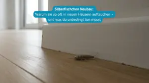 silberfischchen neubau